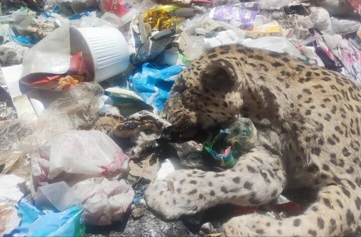 پلنگ دنا در میان زباله ها