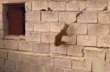 محاسبه یک گربه برای شکار مارمولک!