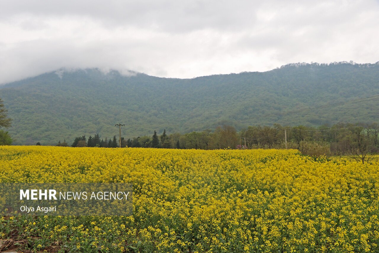 روزی برای گرامیداشت گرگان