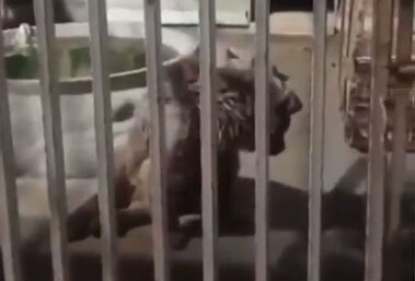 شرایط فاجعه‌بار خرس باغ‌ وحش کرمان
