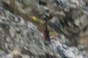 لحظات شکار و کشتن بز کوهی توسط عقاب