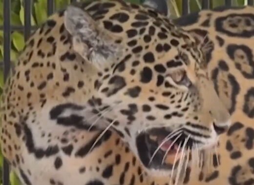 نجات جگوار شش ساله از قاچاقچیان
