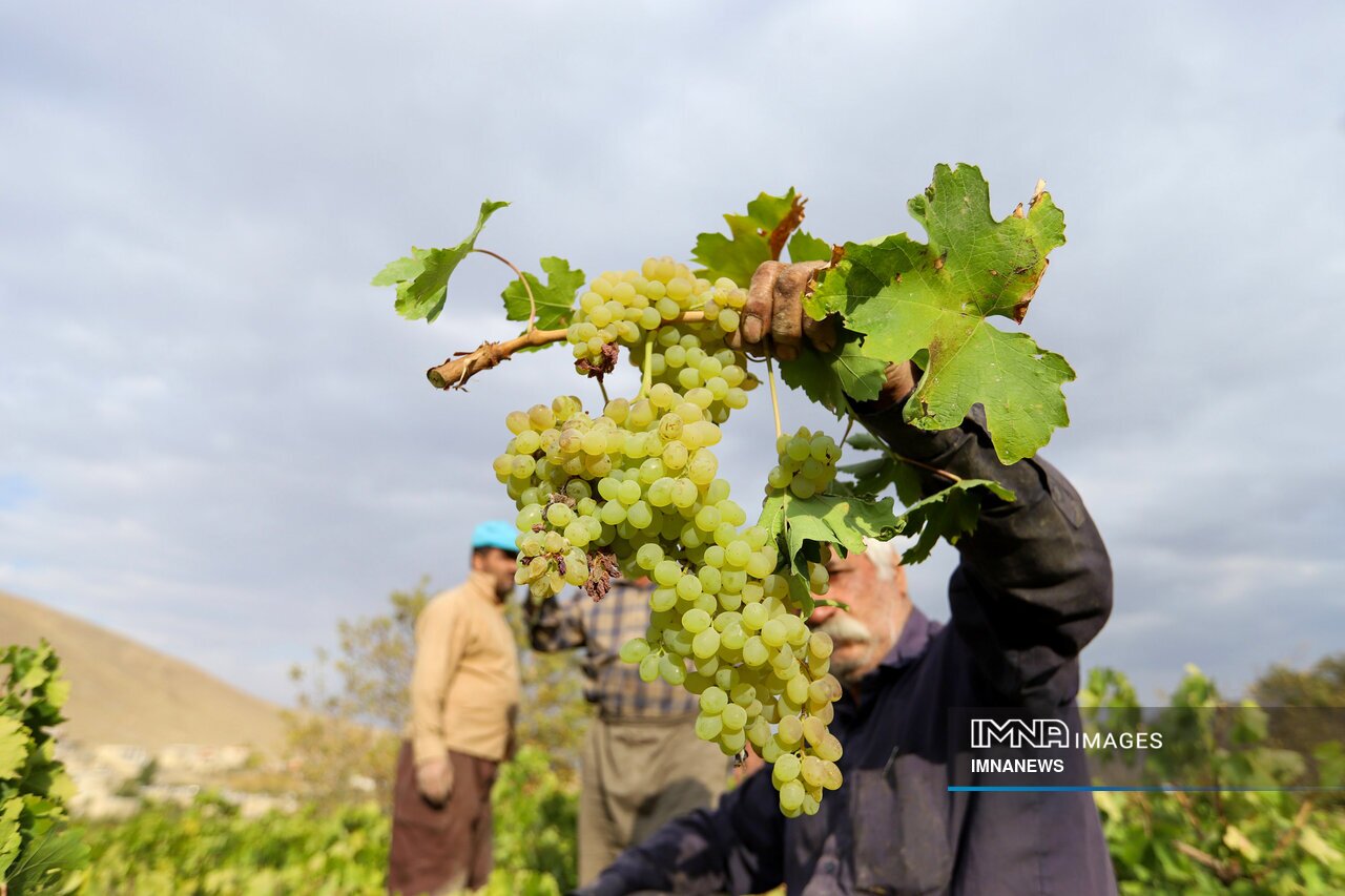شیره پزی در روستای تاریخی هزاوه