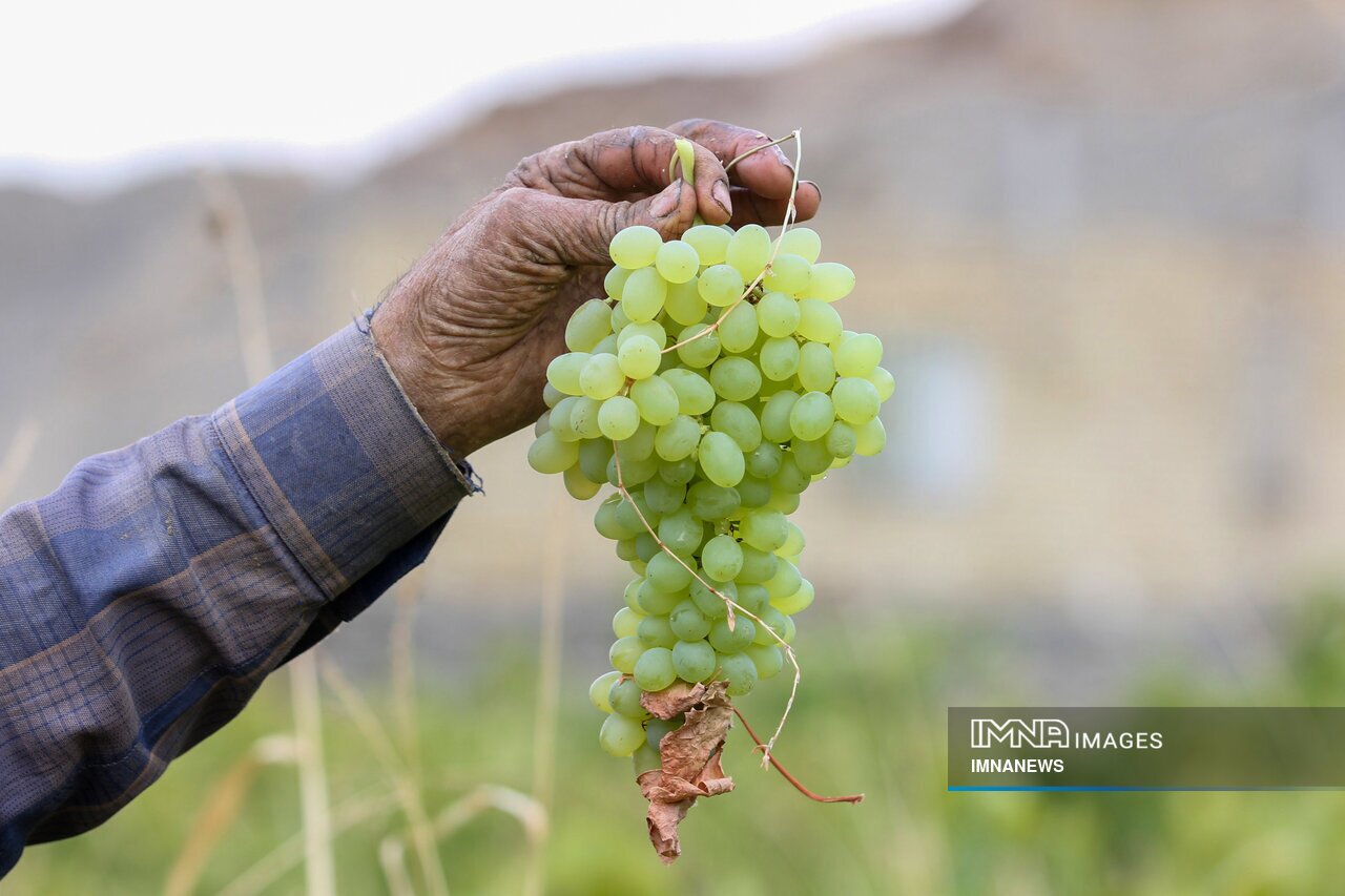 شیره پزی در روستای تاریخی هزاوه