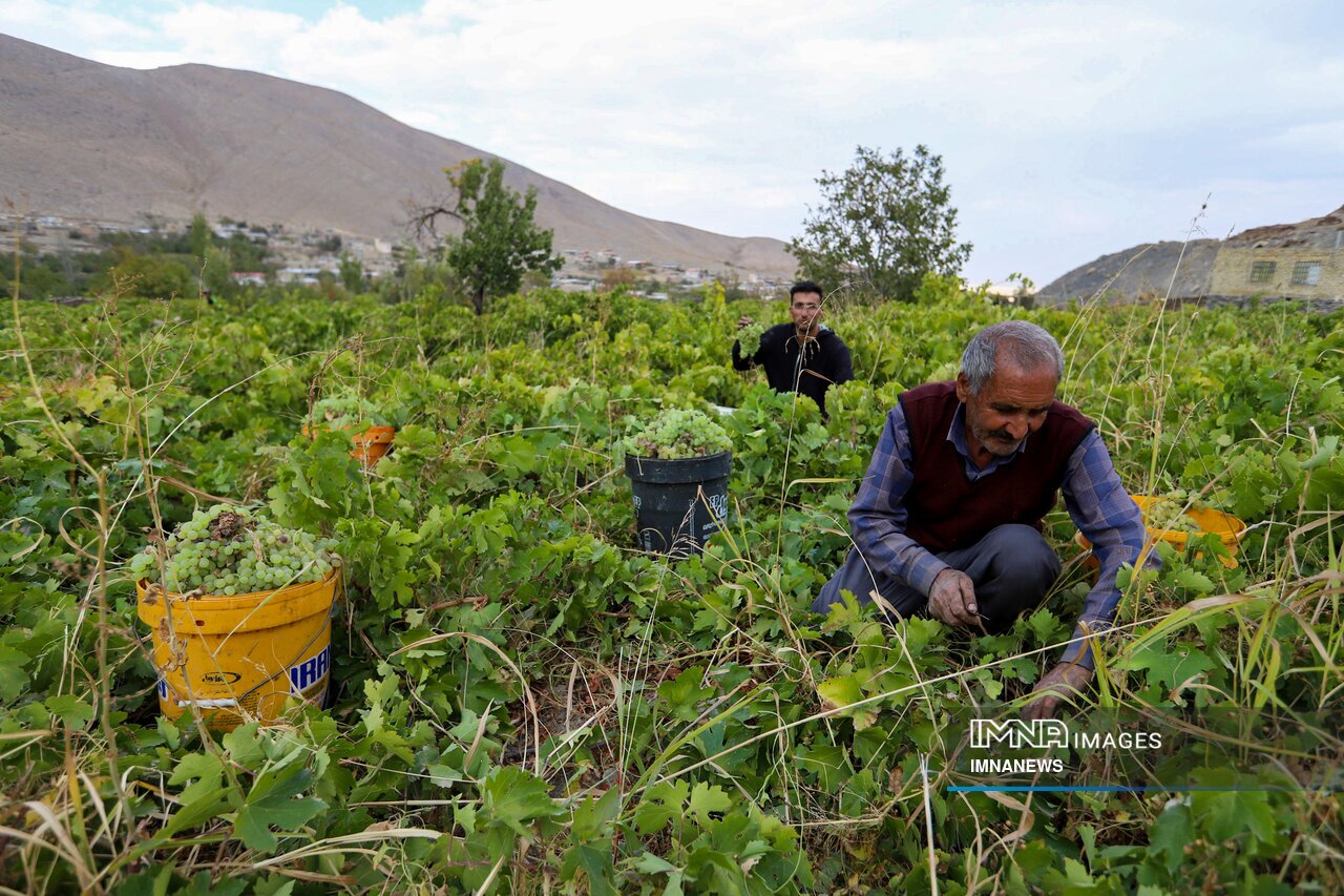 شیره پزی در روستای تاریخی هزاوه