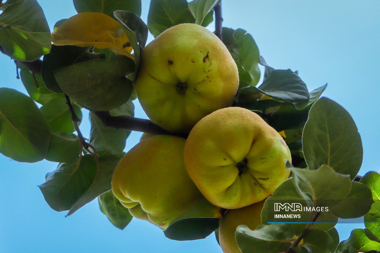 برداشت میوه «به» در اصفهان