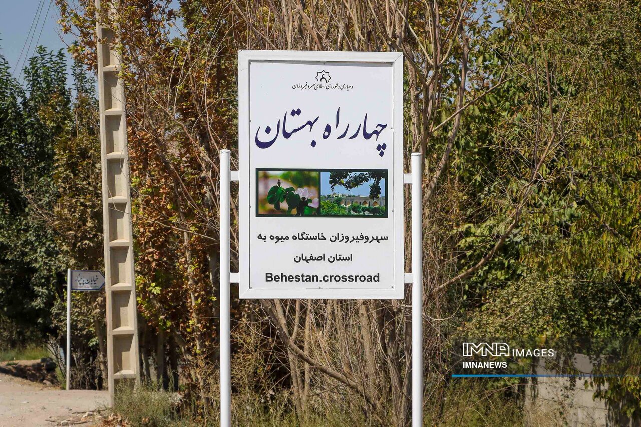 برداشت میوه «به» در اصفهان