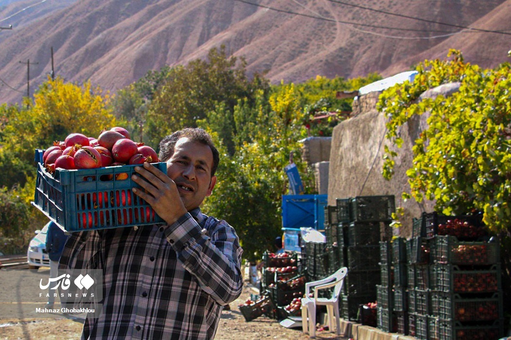 انارِ فیروزکوه