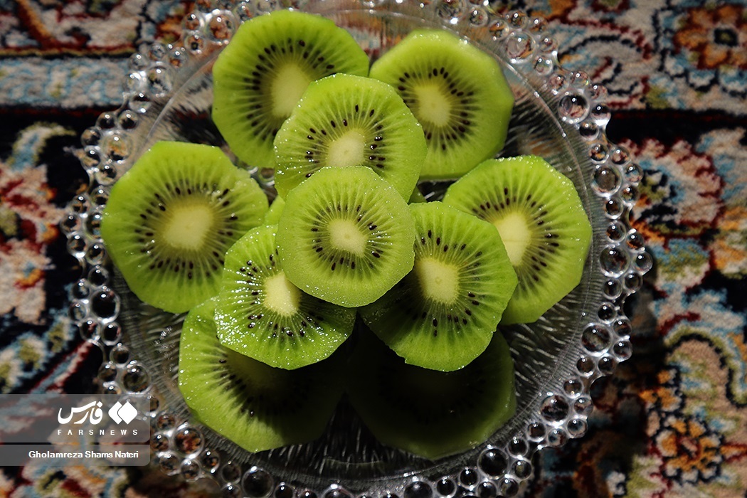 برداشت کیوی از باغات چالوس