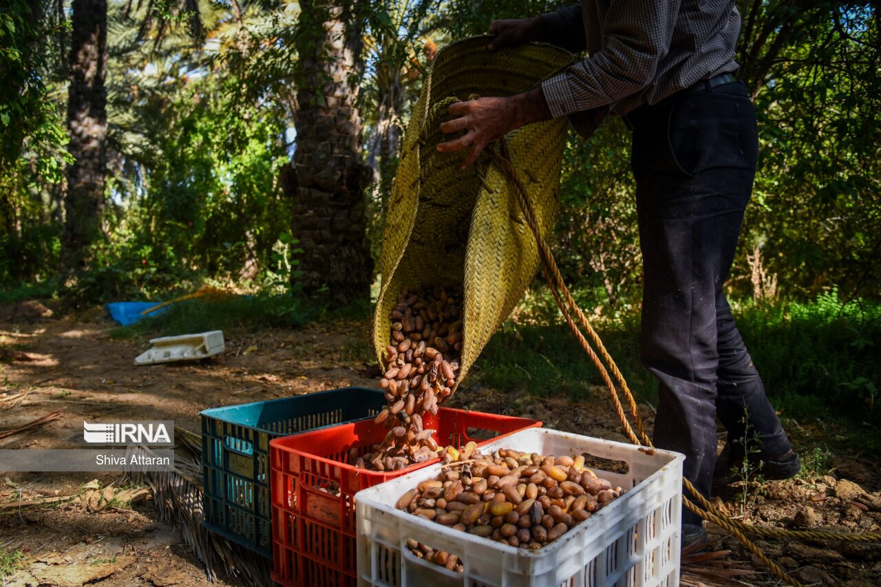 خرمای خاوران