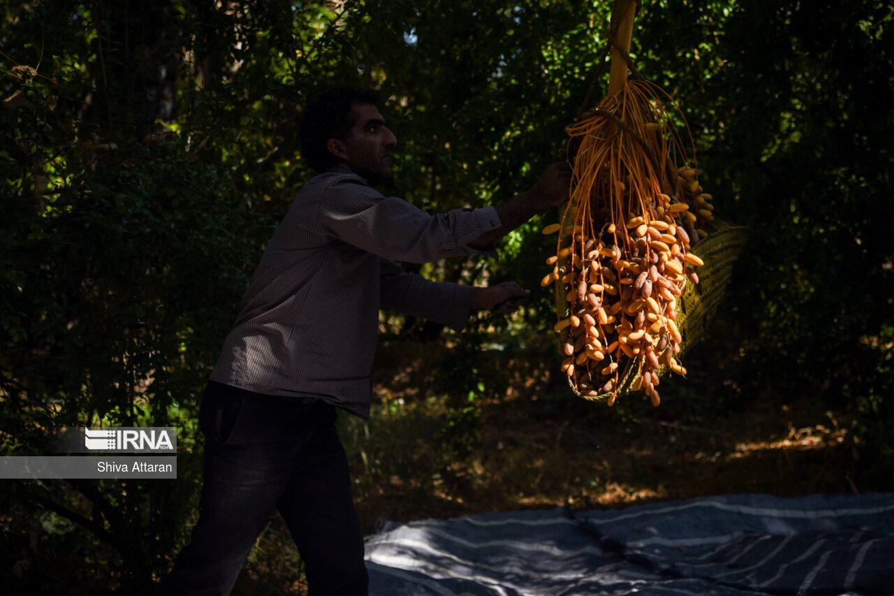 خرمای خاوران