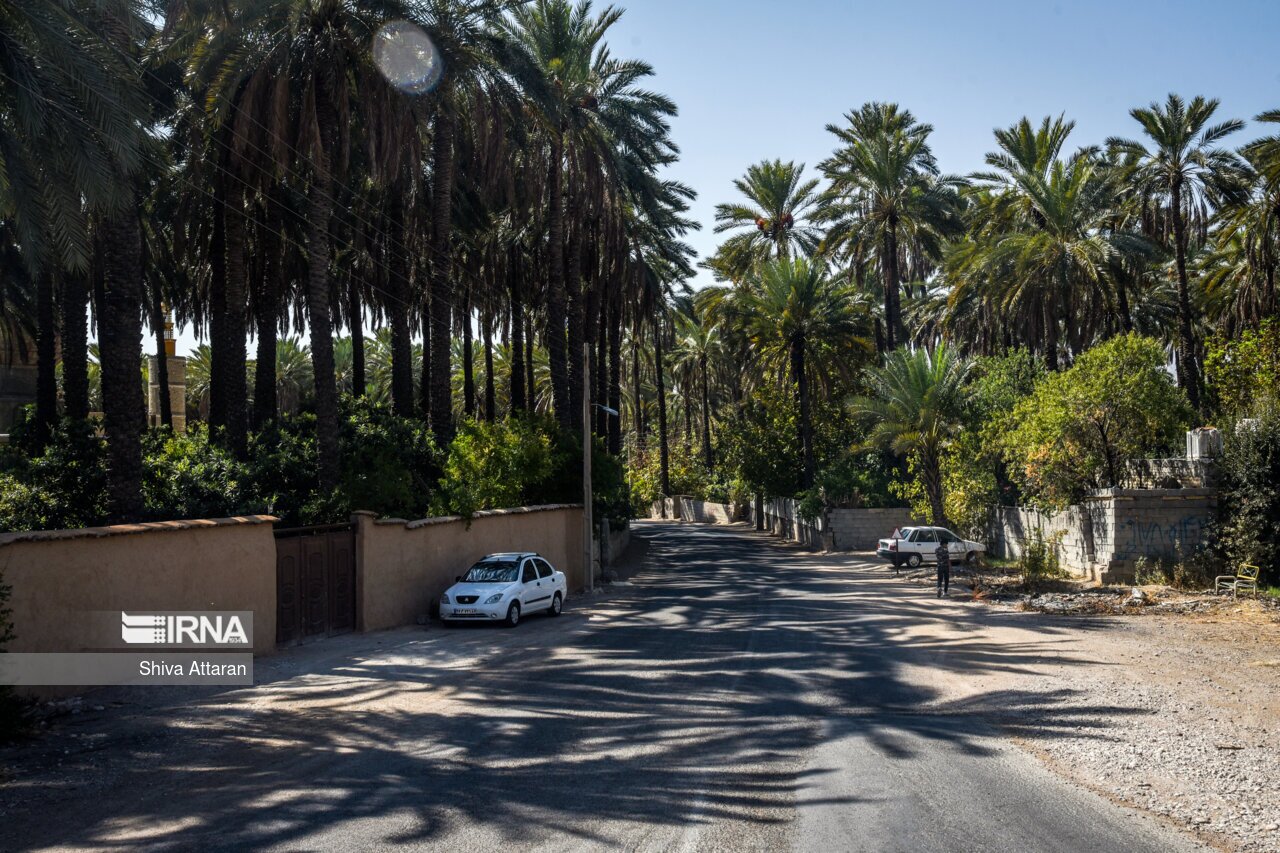 خرمای خاوران