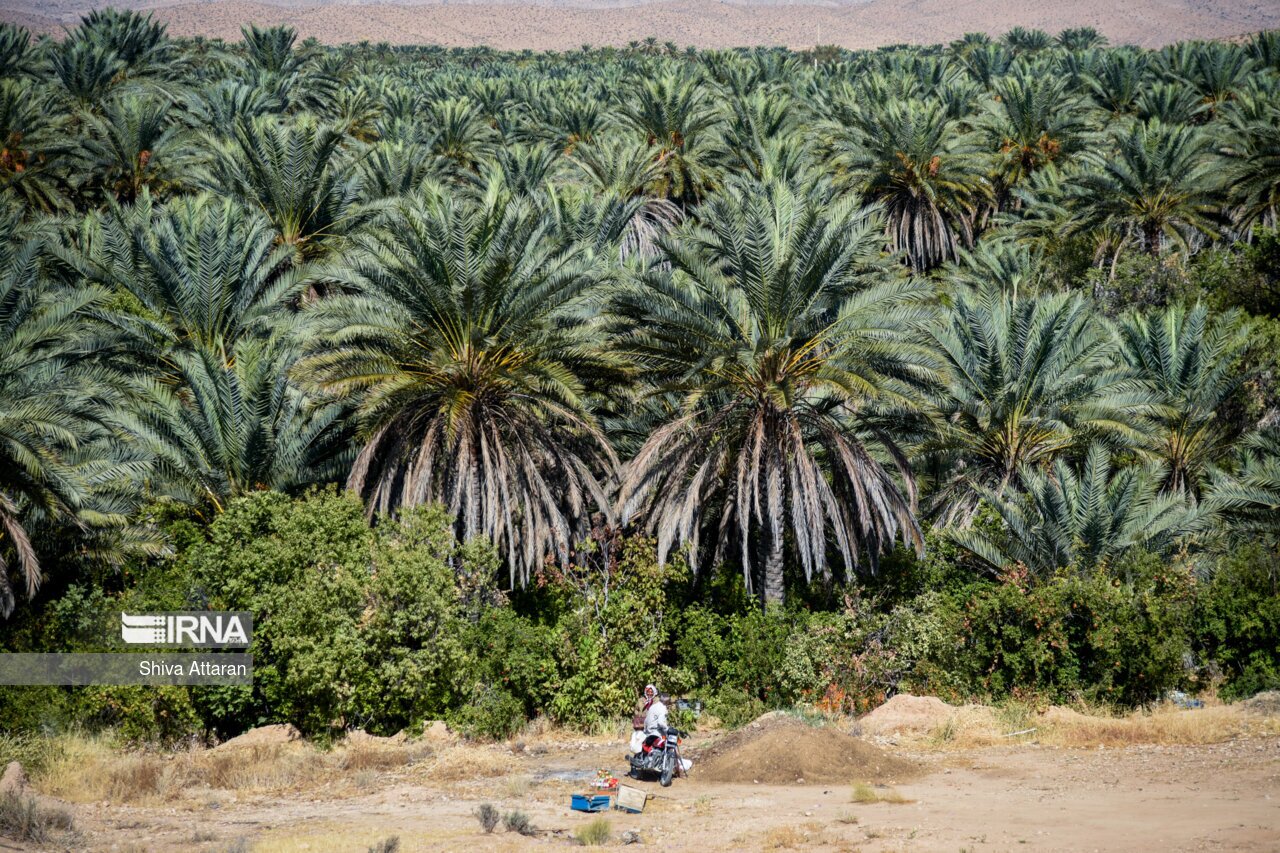 خرمای خاوران