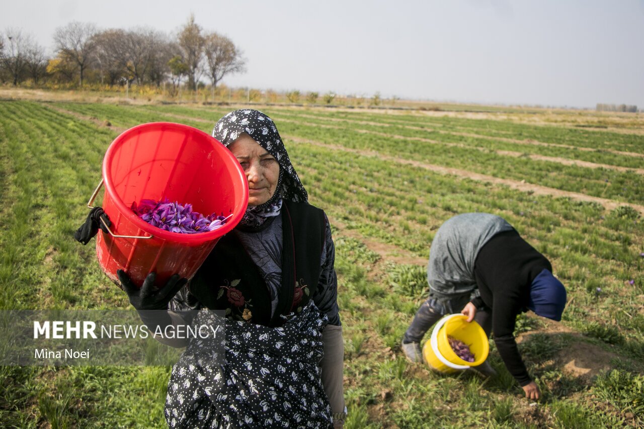 طلای سرخ ایرانی