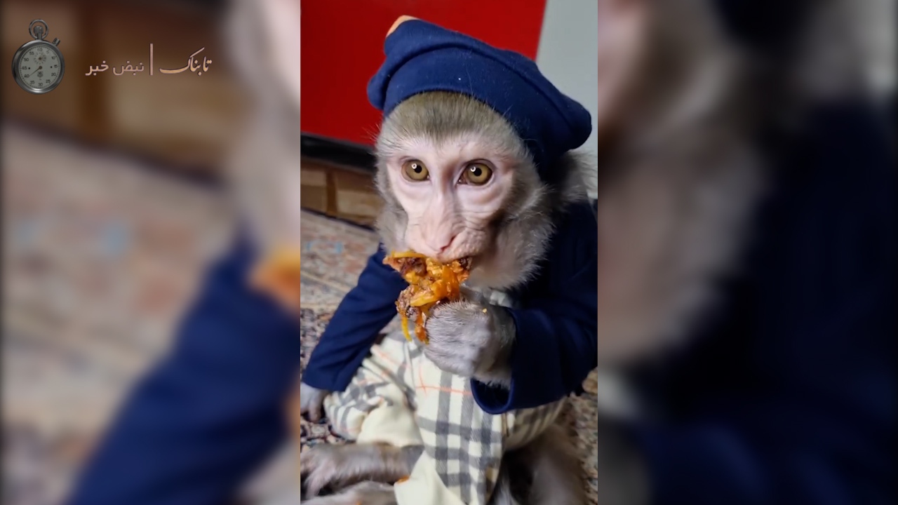 تربیت عجیب یک میمون خانگی در ایران