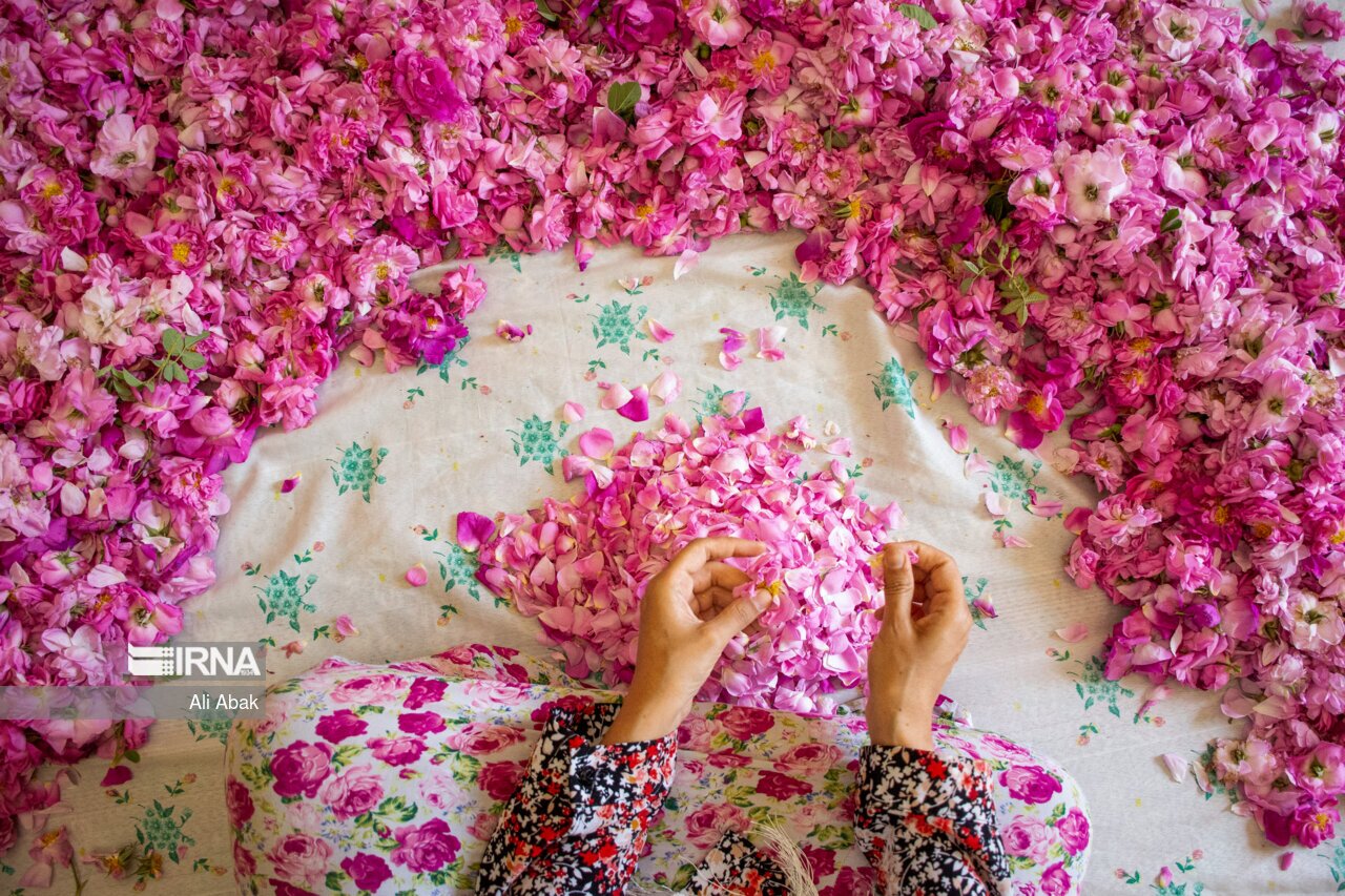 آیین گل غلتان در دامغان