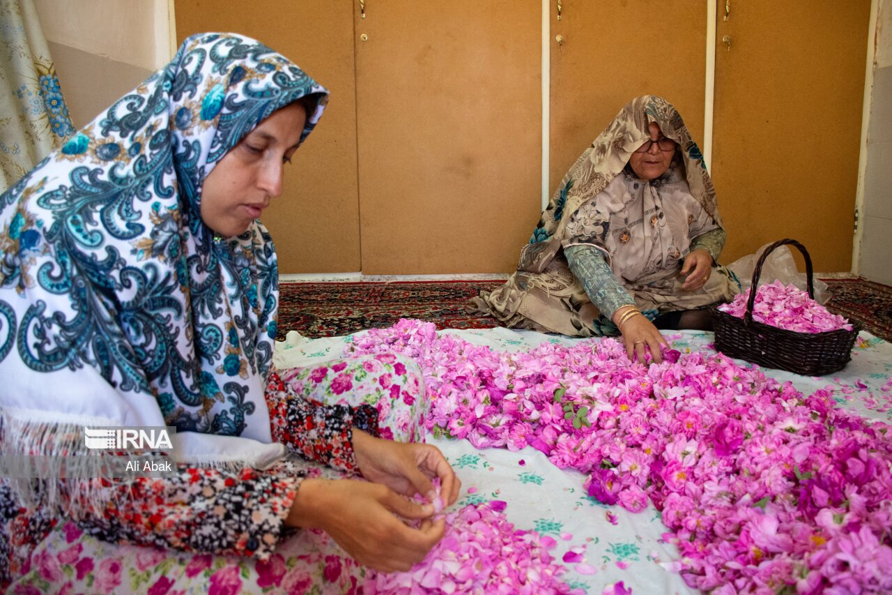 آیین گل غلتان در دامغان
