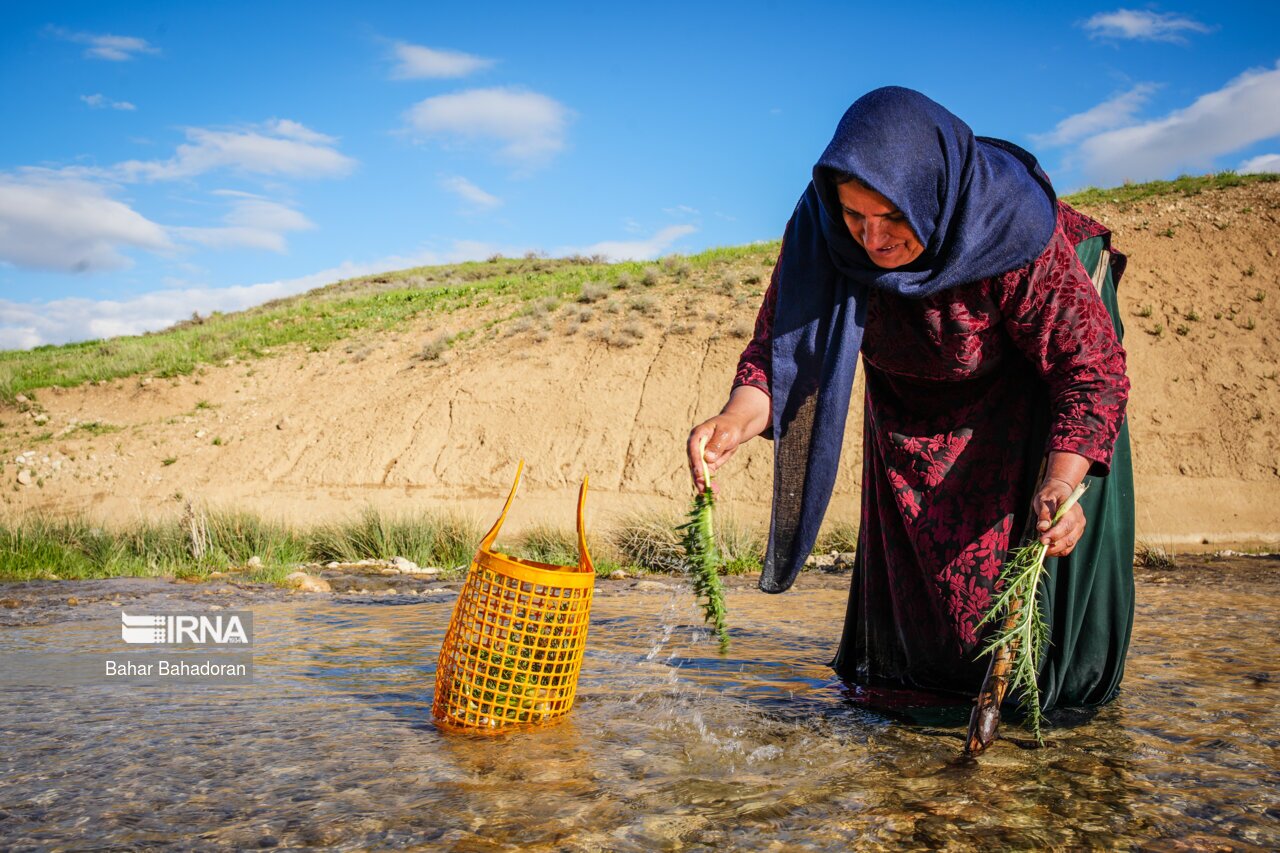 فصل کنگر کوهی