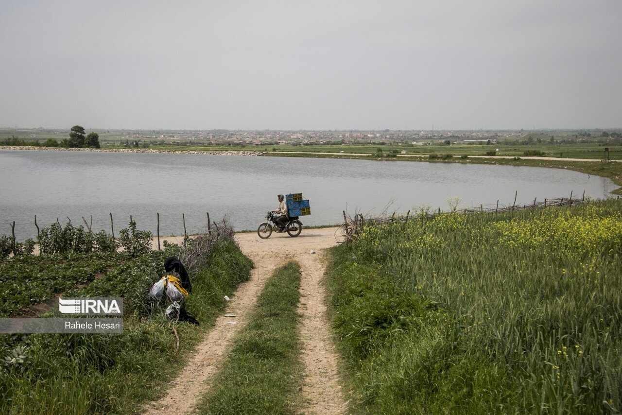 توت فرنگی رامیان