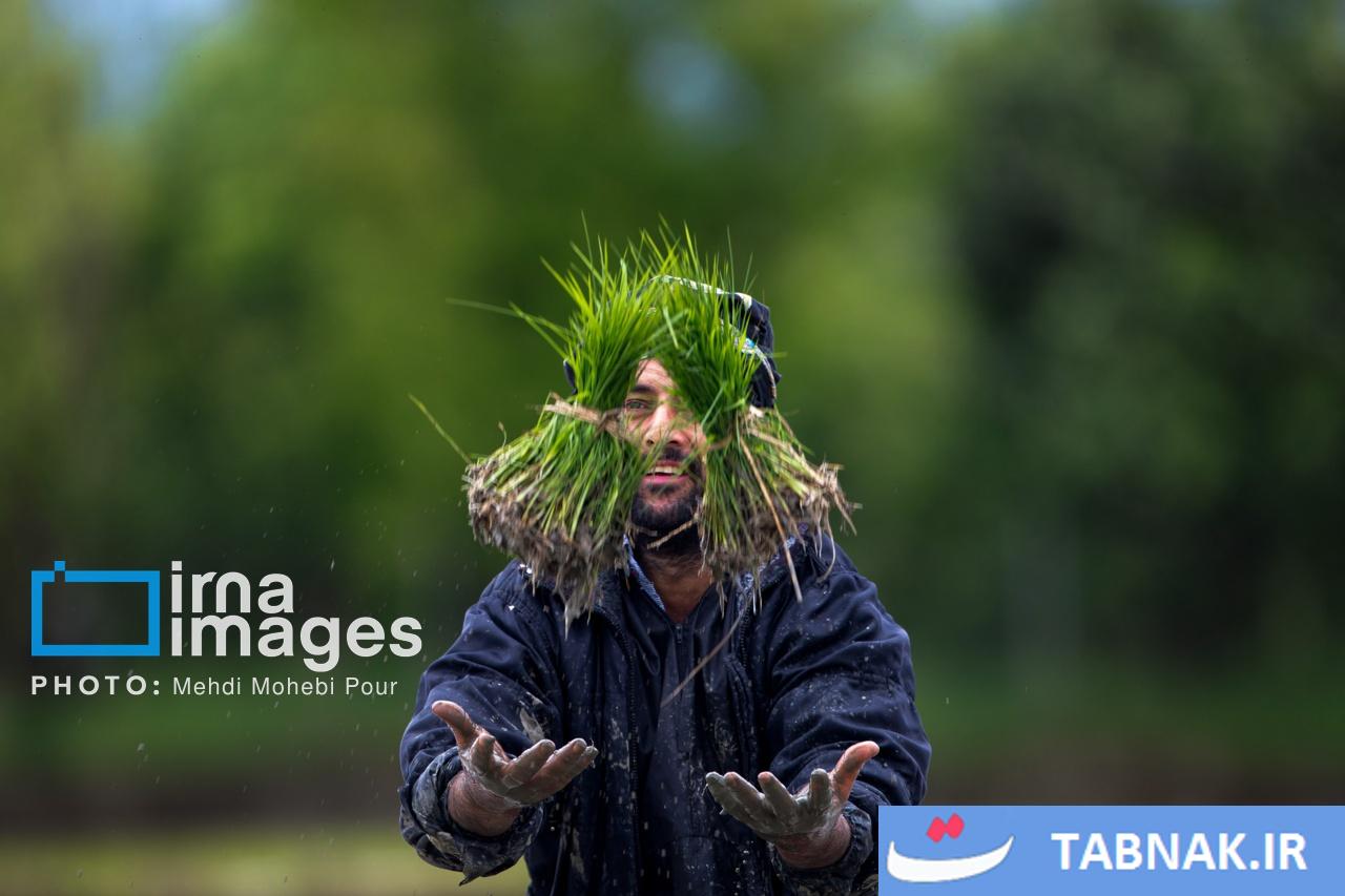 نشاء برنج