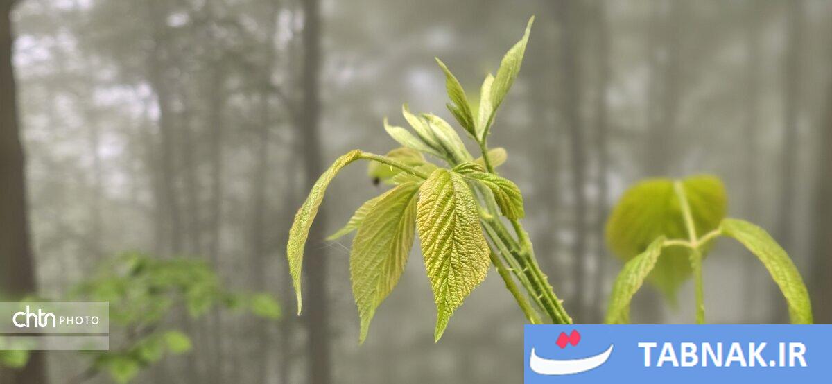جاده ای میان ابرها