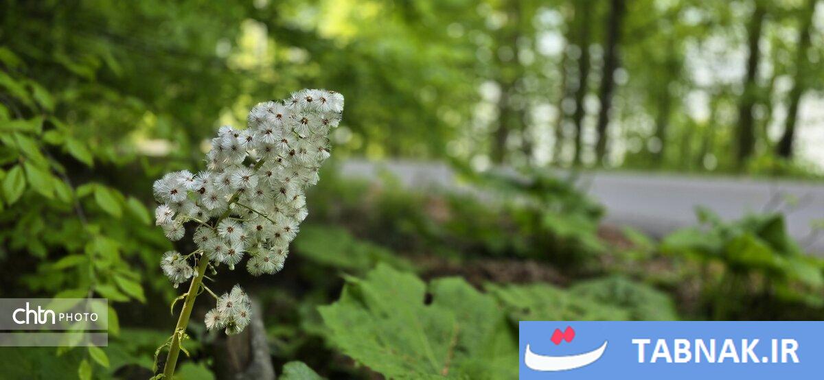 جاده ای میان ابرها