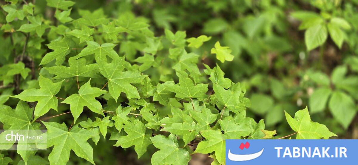 جاده ای میان ابرها