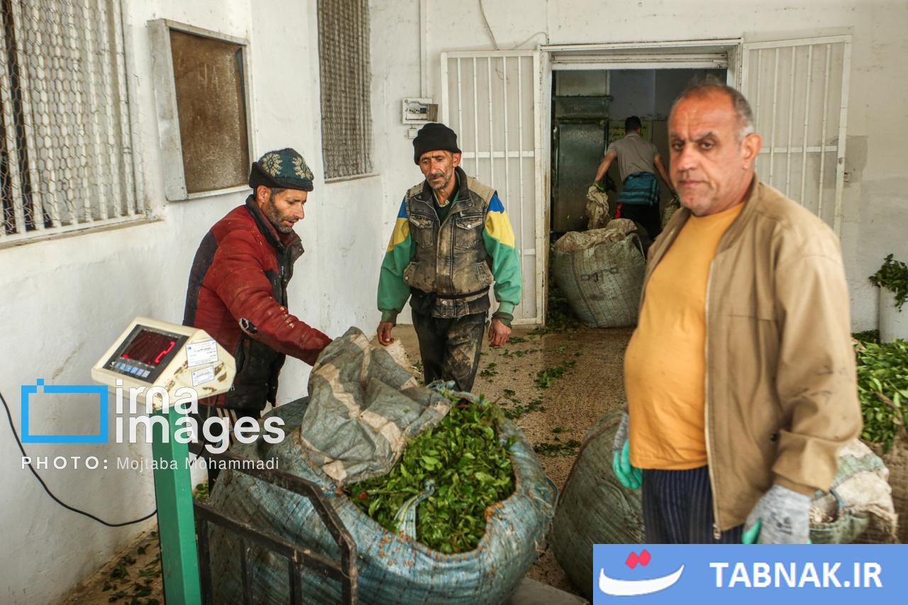 چای ایرانی
