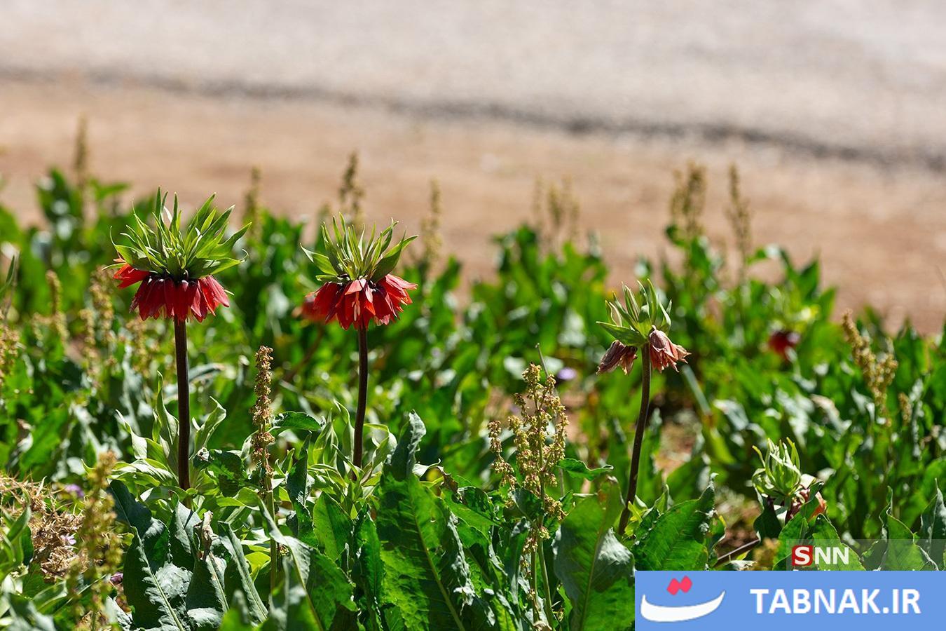 دشت لالههای واژگون