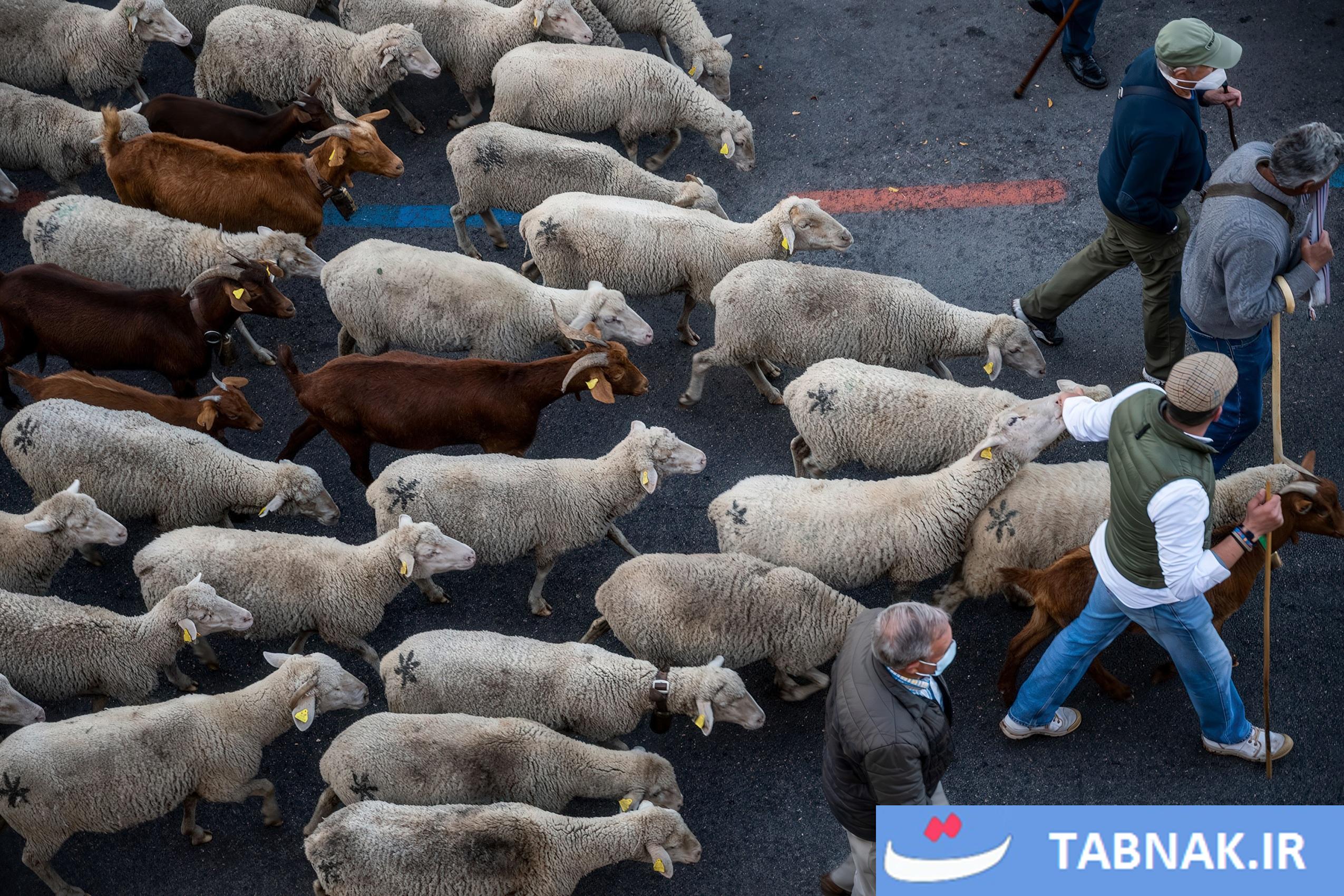 عکس: جشن بازگشت به ریشهها در مادرید