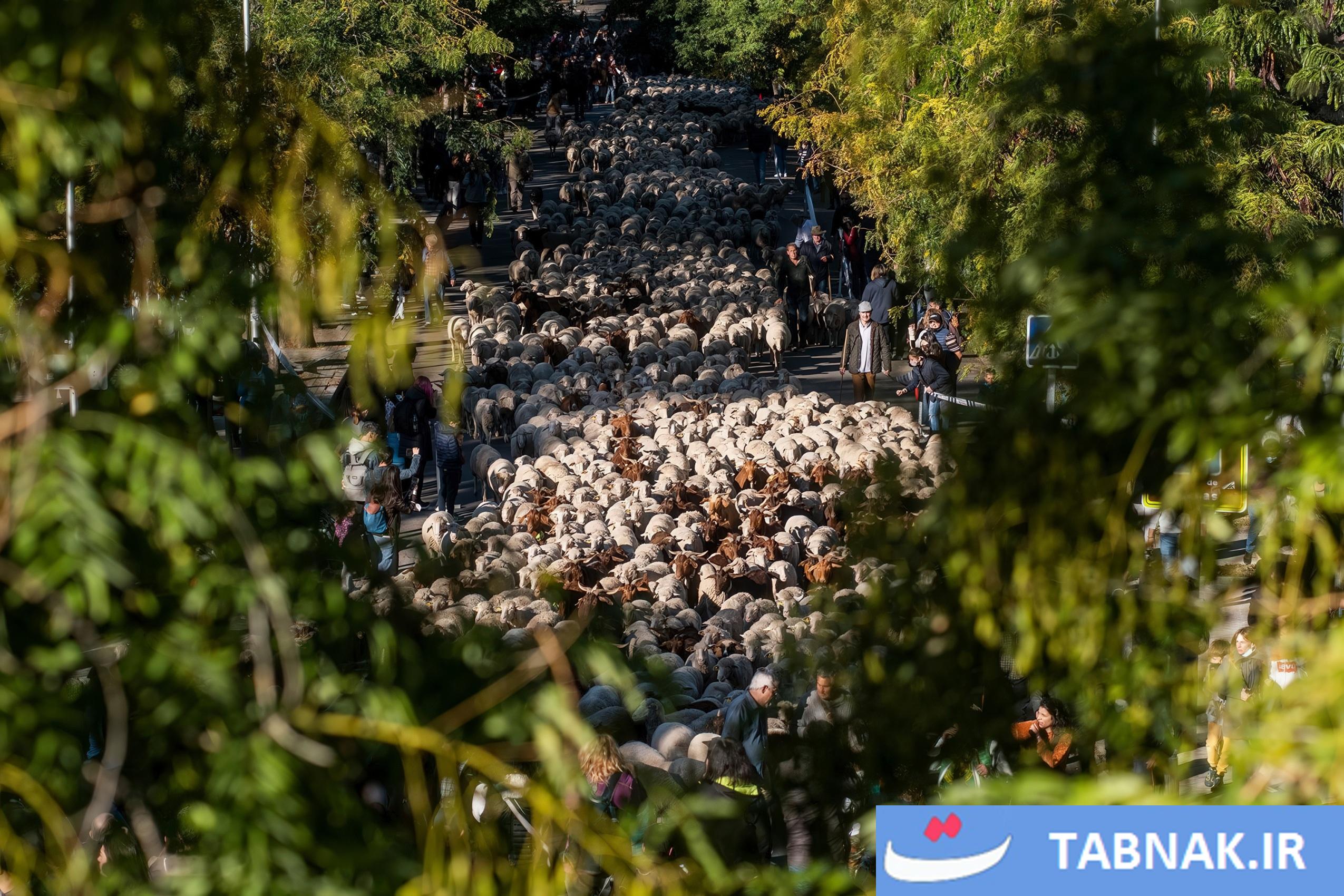 عکس: جشن بازگشت به ریشهها در مادرید