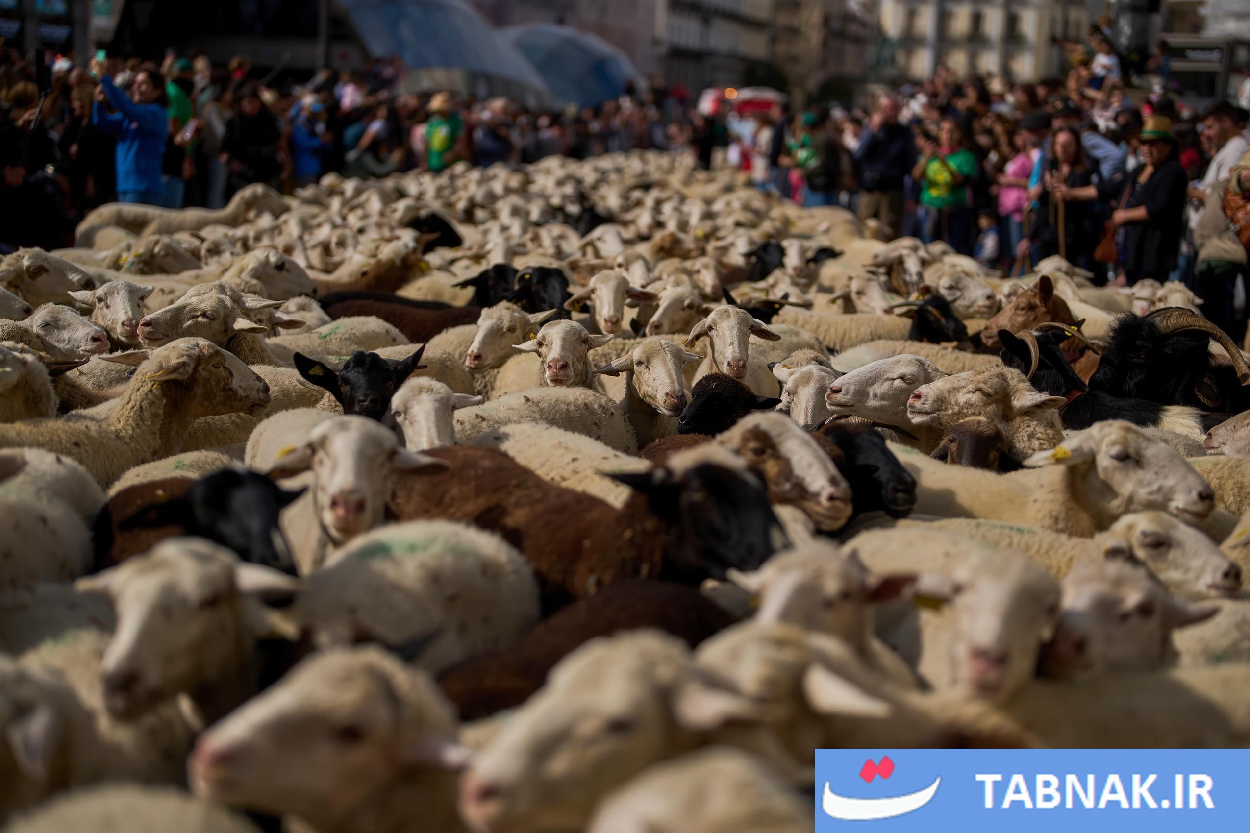 عکس: جشن بازگشت به ریشهها در مادرید