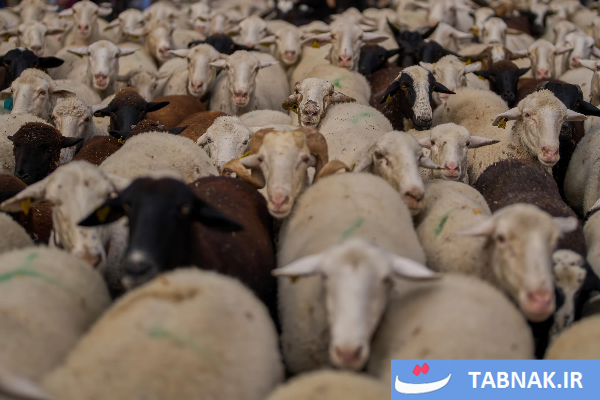 عکس: جشن بازگشت به ریشهها در مادرید