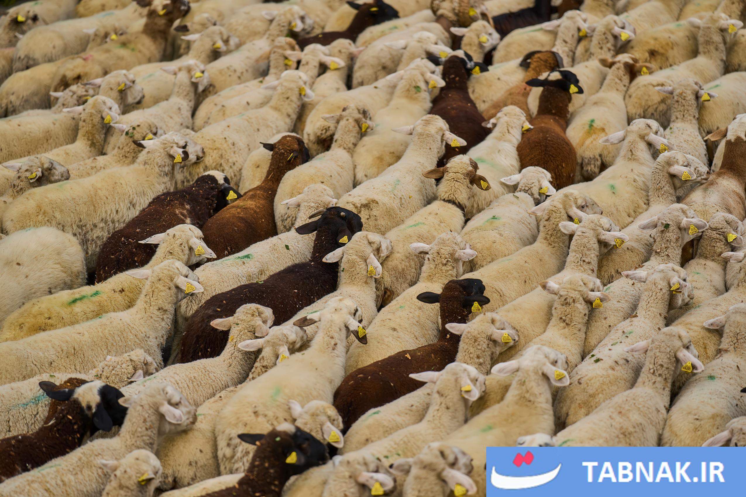 عکس: جشن بازگشت به ریشهها در مادرید