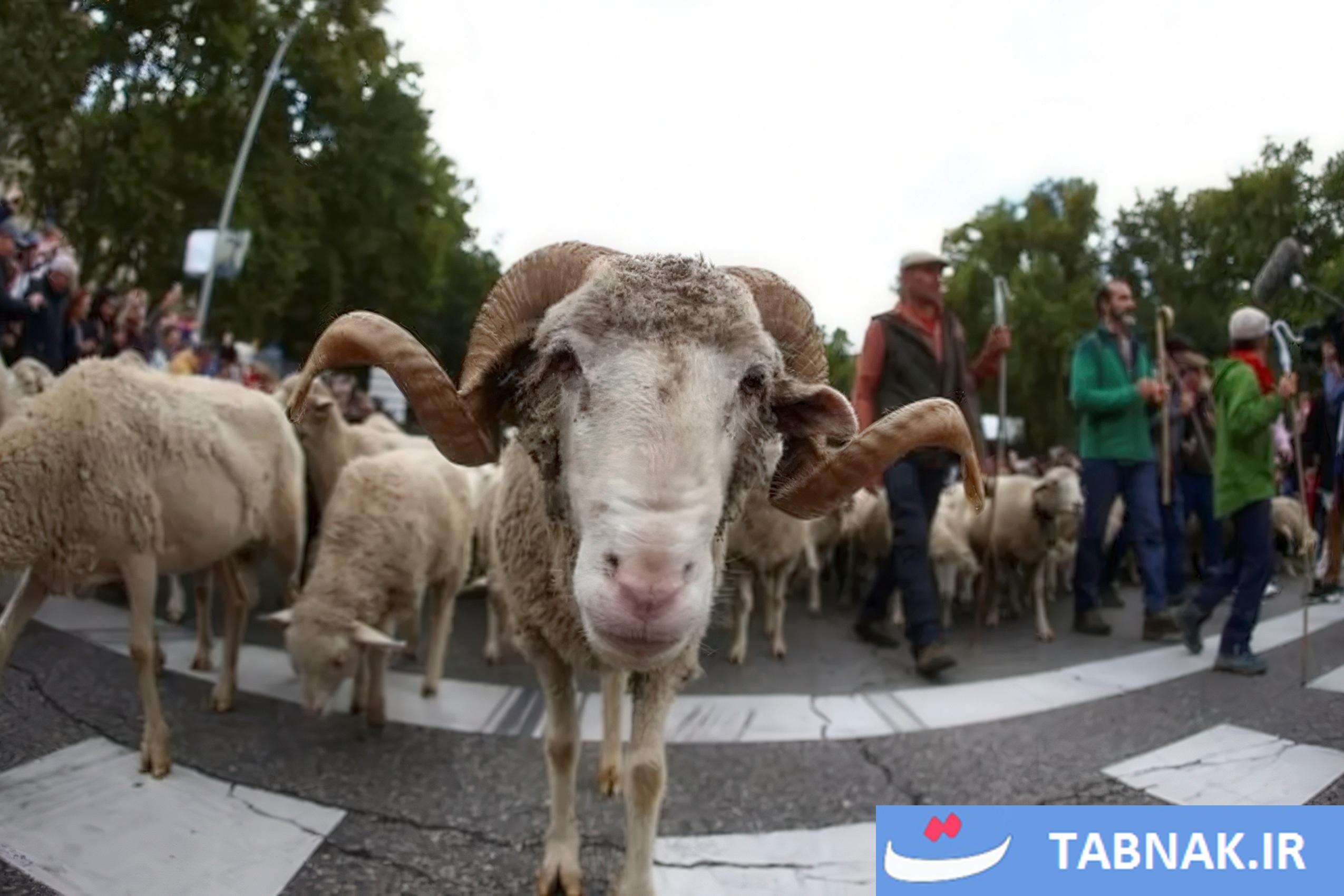 عکس: جشن بازگشت به ریشهها در مادرید