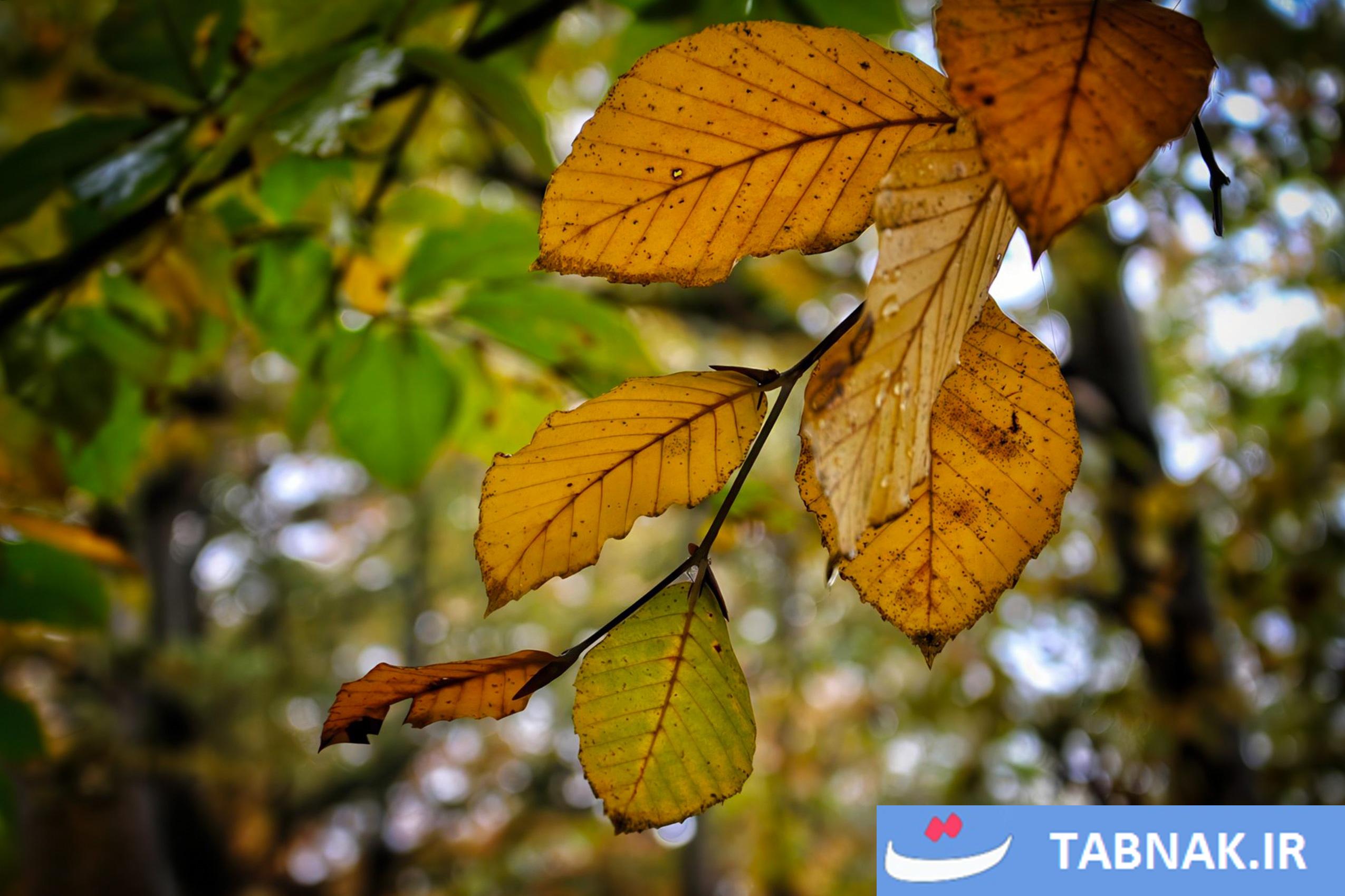 عکس: پاییز به روایت آبپری
