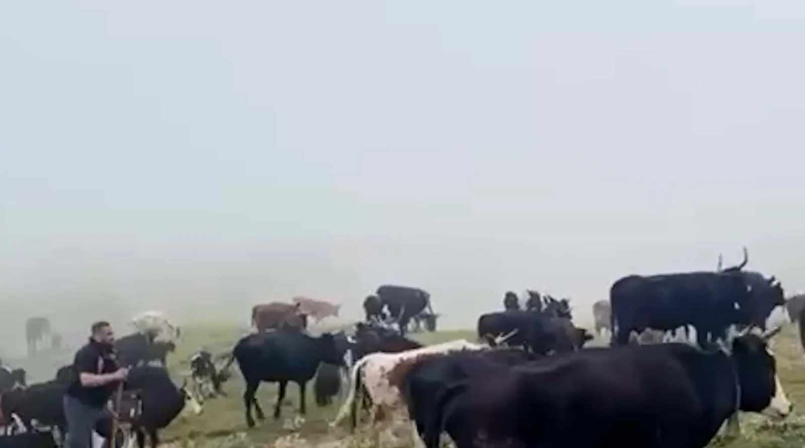 تصاویری از قهرمان جهان در حال گاوچرانی