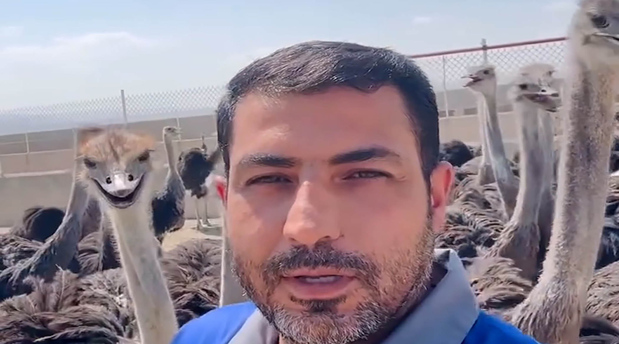 لحظه سرقت میکروفن توسط شترمرغ