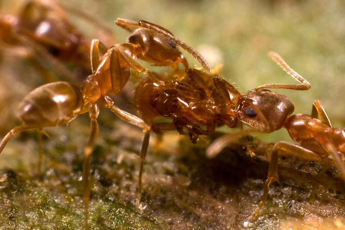 مورچهها ماهانه میلیونها قربانی میگیرند!